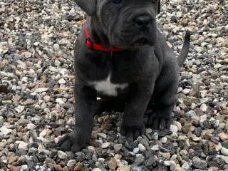 Cane Corso Italiano hvalpe 