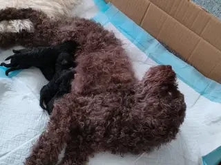 Puddelhund hvalpe