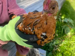 Sabelpoot haner 12 uger