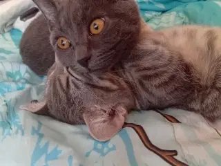 To piger som søger hjem 