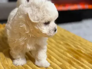 Bichon Malteze 3 måneder