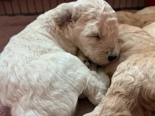 Labradoodle F3 hvalpe