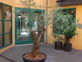 Træ
