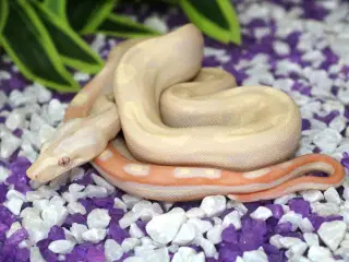 Kongeboa morpher