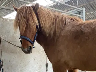 Høj hest med nemt til tølt