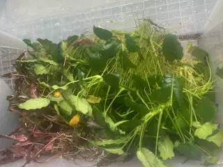 Rigtig mange akvarieplanter Anubias