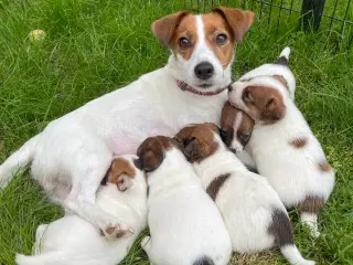 Jack Russell hvalpe - Stueopdræt - DKK stamtavle