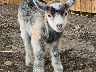 Dværgged gimmerkid