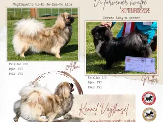 Tibetanske Spaniel hvalpe