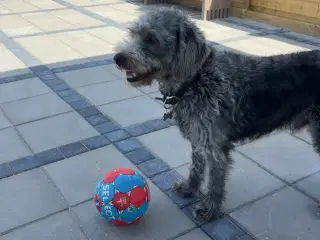 🐾Labradoodle søger nyt kærligt hjem🐾