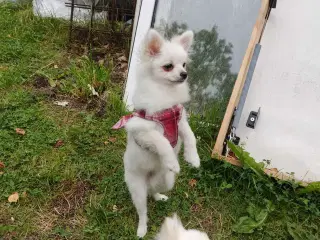 Mini Pomeranian 