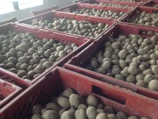Læggekartofler 6,5 kr pr. Kilo