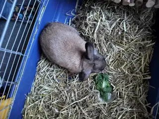 Kanin sælges med bur