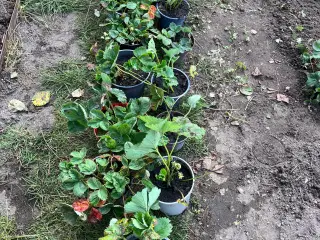 Jordbærplanter nyopgravede