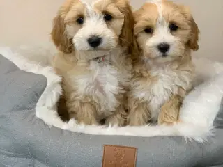 Små fine Maltipoo babyer er rejse klar nu!