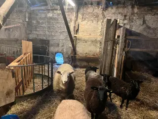 Får