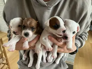 Skønne Jack Russell Terrier hvalpe søger nyt hjem