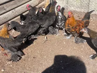 Mille fleur kyllinger