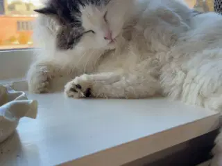 Hun kat søger nyt hjem