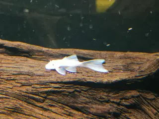 Ancistrus snow White longfinn 