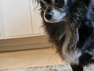 Chihuahua han tilbydes til avl/parring