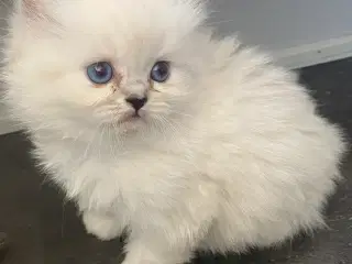 Smukkeste Ragdoll killinger