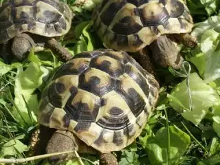 Land Skildpadde søges