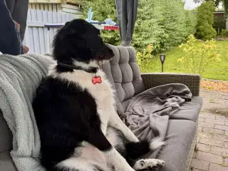 Dejlige Bella leder efter hjem med hundeven 🫶