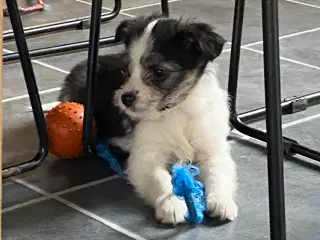 Border collie / Coton de Tulear Så er vi Klar