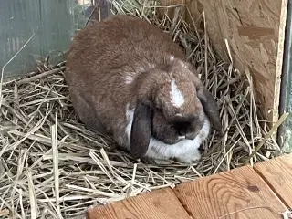 Tam og venlig hunkanin.