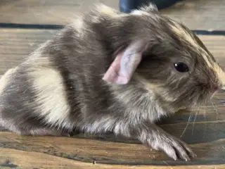 Marsvin han med stamtavle