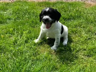 FT Springer spaniel hvalpe