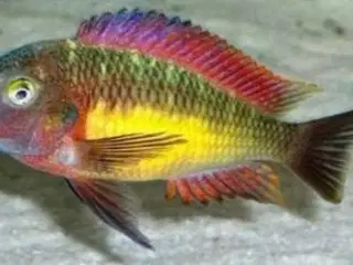 Cichlider - 14 styk Tropheus Red Rainbow