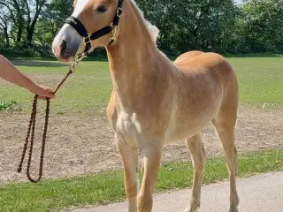 Haflinger