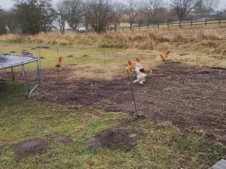 0,3 høns ca.1år i æglægning skal videre.