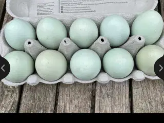 Rugeæg fra blålægger 