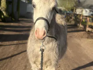 Welsh hingsteføl