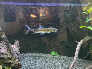 Goliath tigerfish 