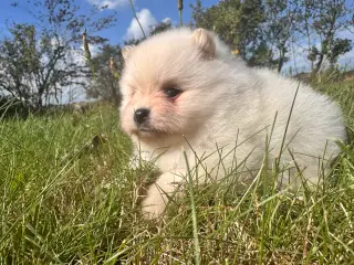 Pomeranian hvalp 