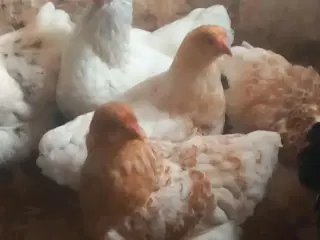 Høner