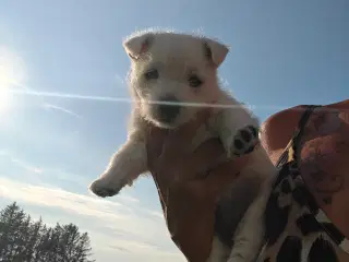 Westie hvalpe 6 uger i dag 