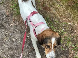 🐾 Karla søger sit forever home🐾