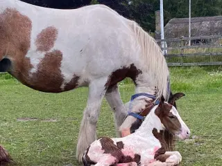 Miniature Irish cob / Tinker 