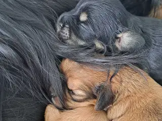Cavaton - Cavalier/Coton hvalpe 