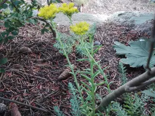 Bunddække planter - Sedum Reflexum