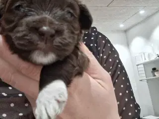 Sødeste små hvalpe