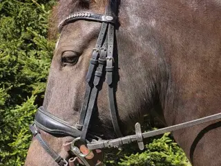 1er pony sælges