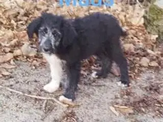 Bordoodle (Border Collie & Poodle Mix):