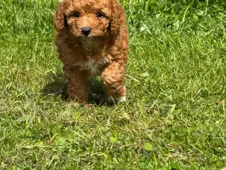 Cavapoo Rejseklar 
