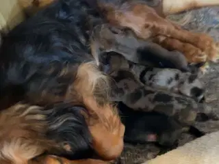 Langhåret dværg gravhund